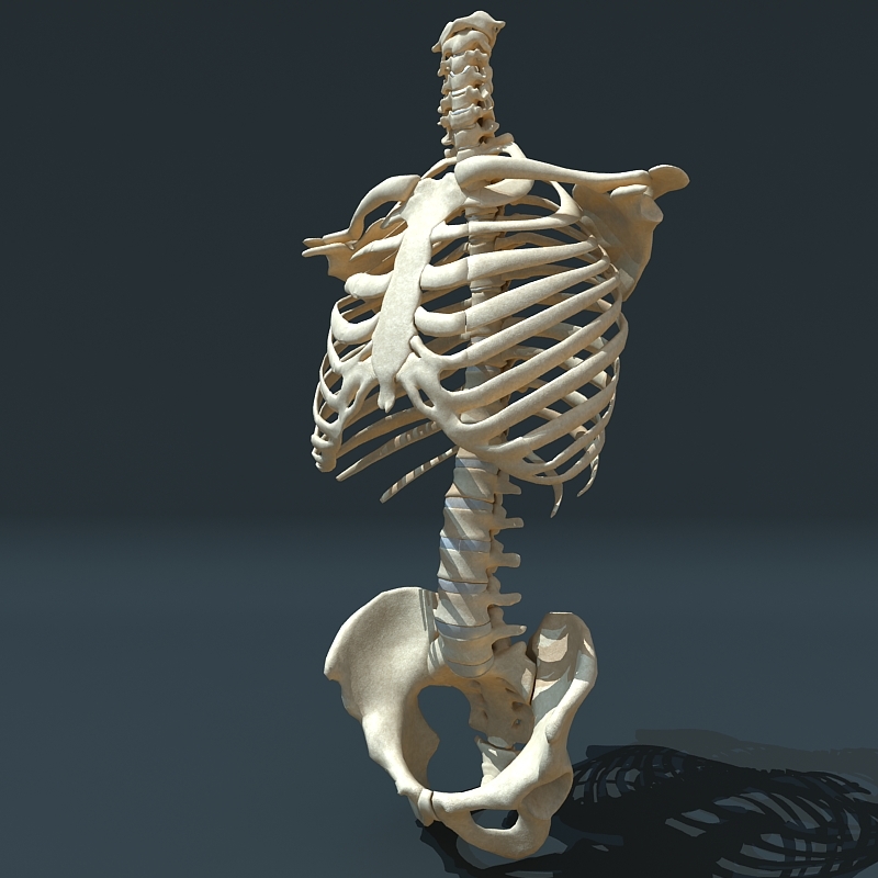 torso skeleton 3d 3ds