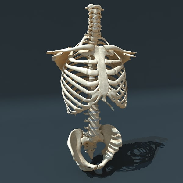 torso skeleton 3d 3ds