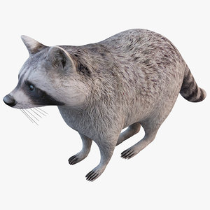 raccoon animal modelled 3d model