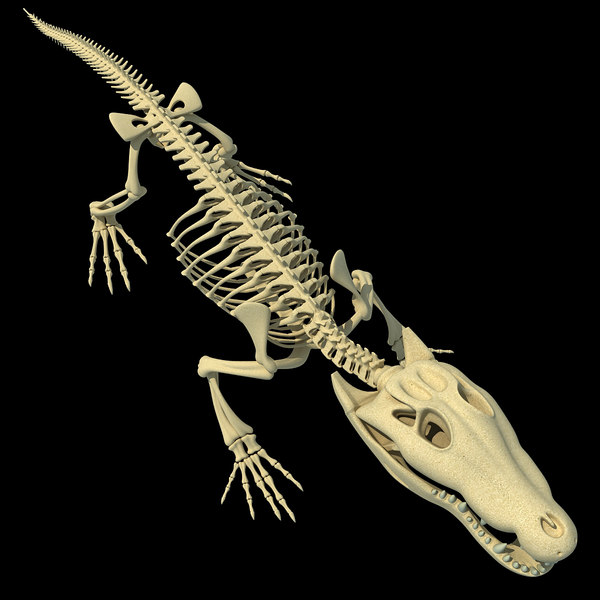 crocodile skeleton 3d max