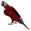 3d model scarlet macaw rigged bird