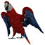 3d model scarlet macaw rigged bird