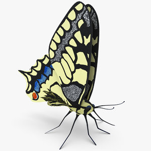 butterfly papilio machaon rigged 3d model