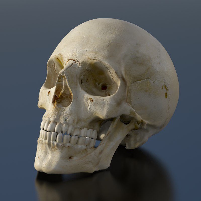 human skull 3d model
