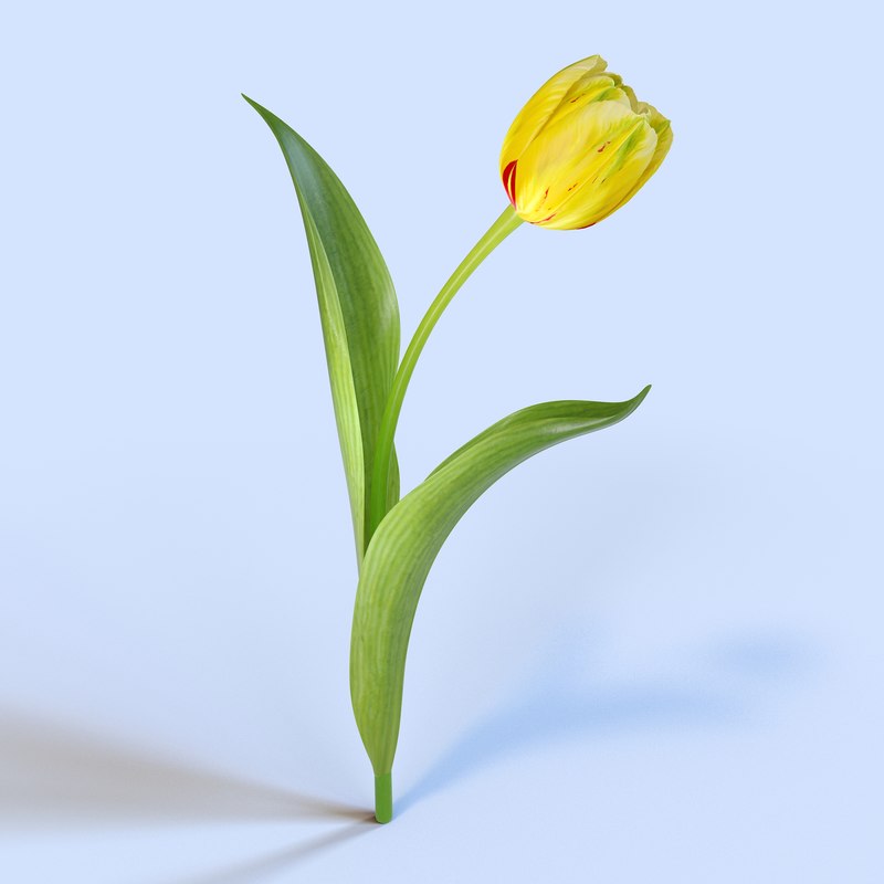 tulip petal leaf max