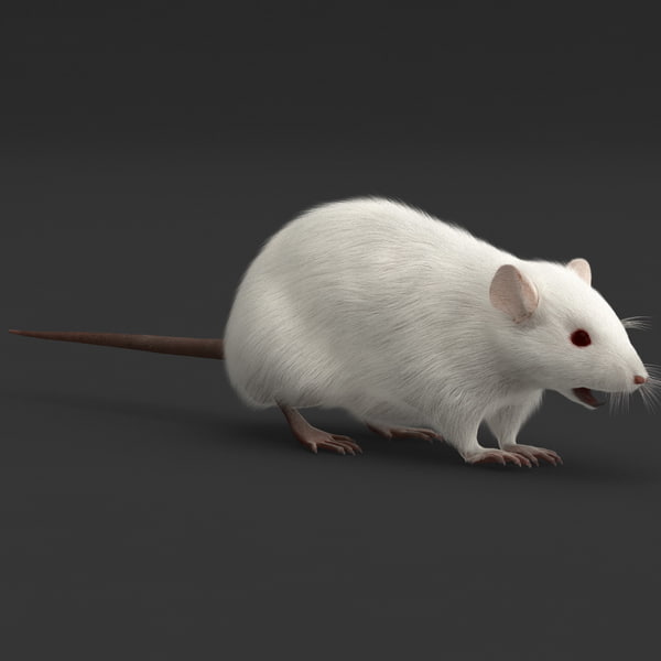 3d mouse fur model