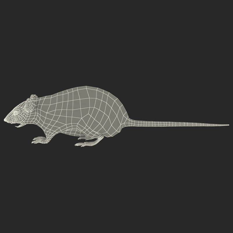 3d mouse fur model