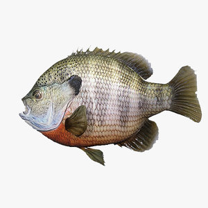 fish bluegill 3d max