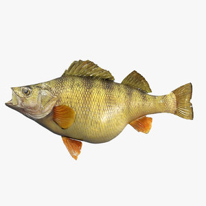 fish perch 3d model