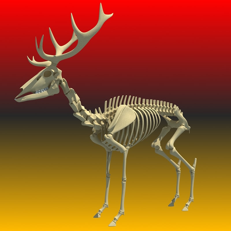max deer skeleton - 800 x 800 jpeg 45kB
