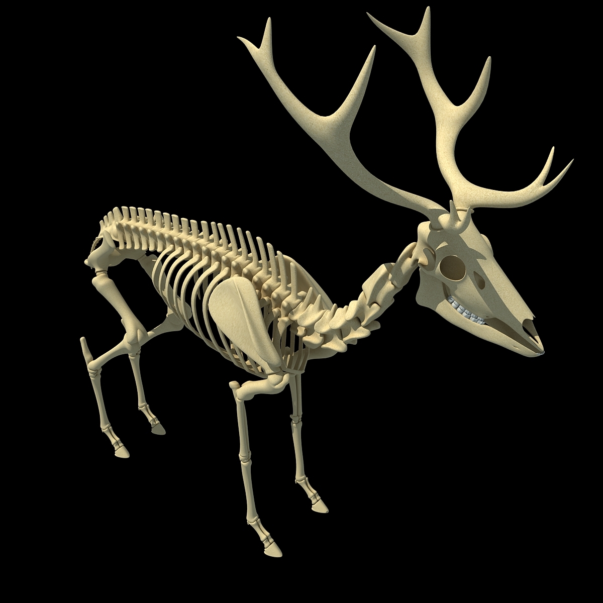 max deer skeleton