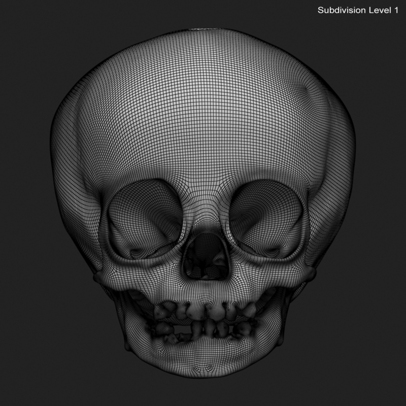 model child skull