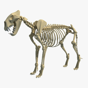 3d lion skeleton