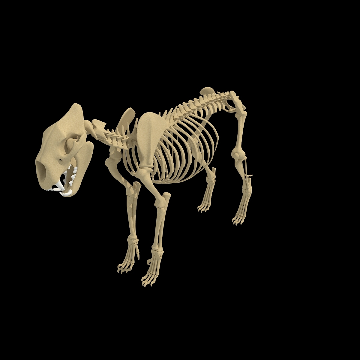 3d lion skeleton