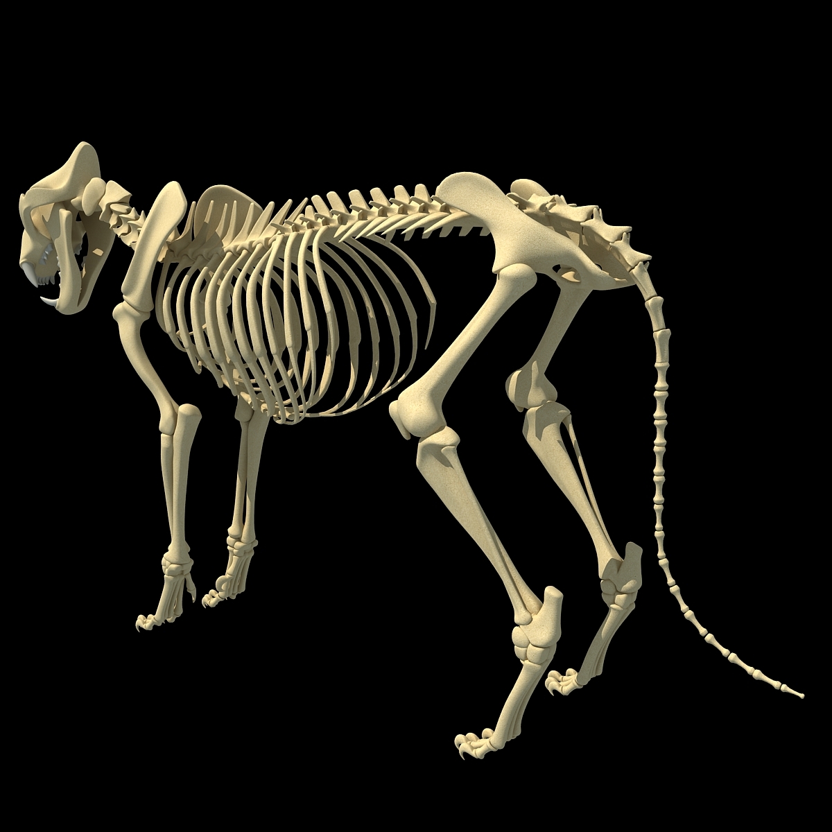 3d lion skeleton