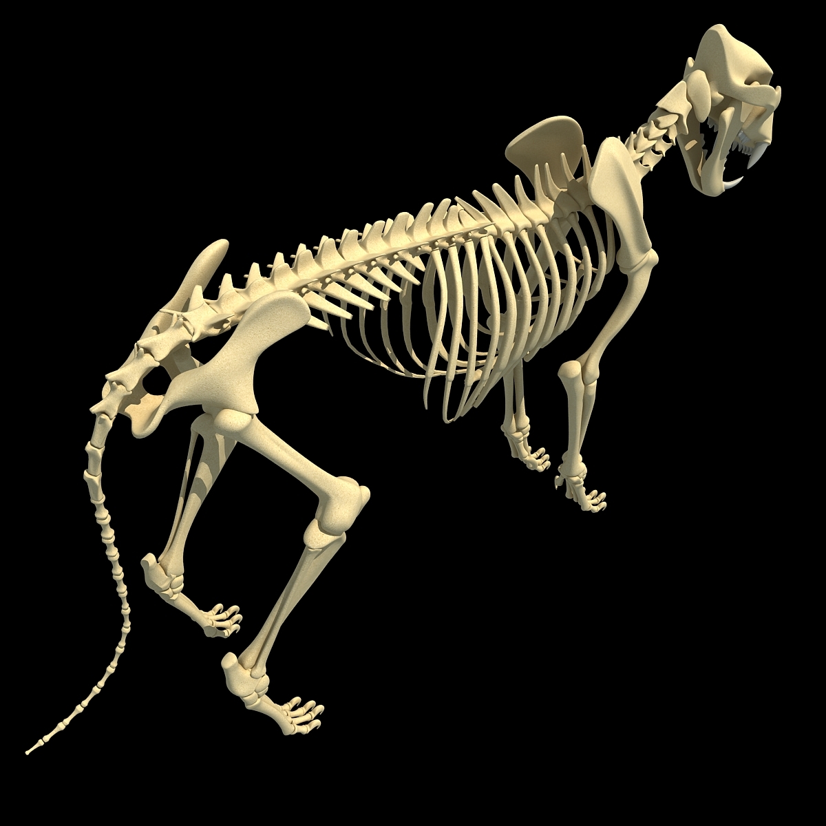 3d lion skeleton