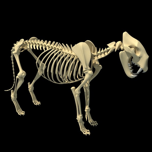 3d lion skeleton