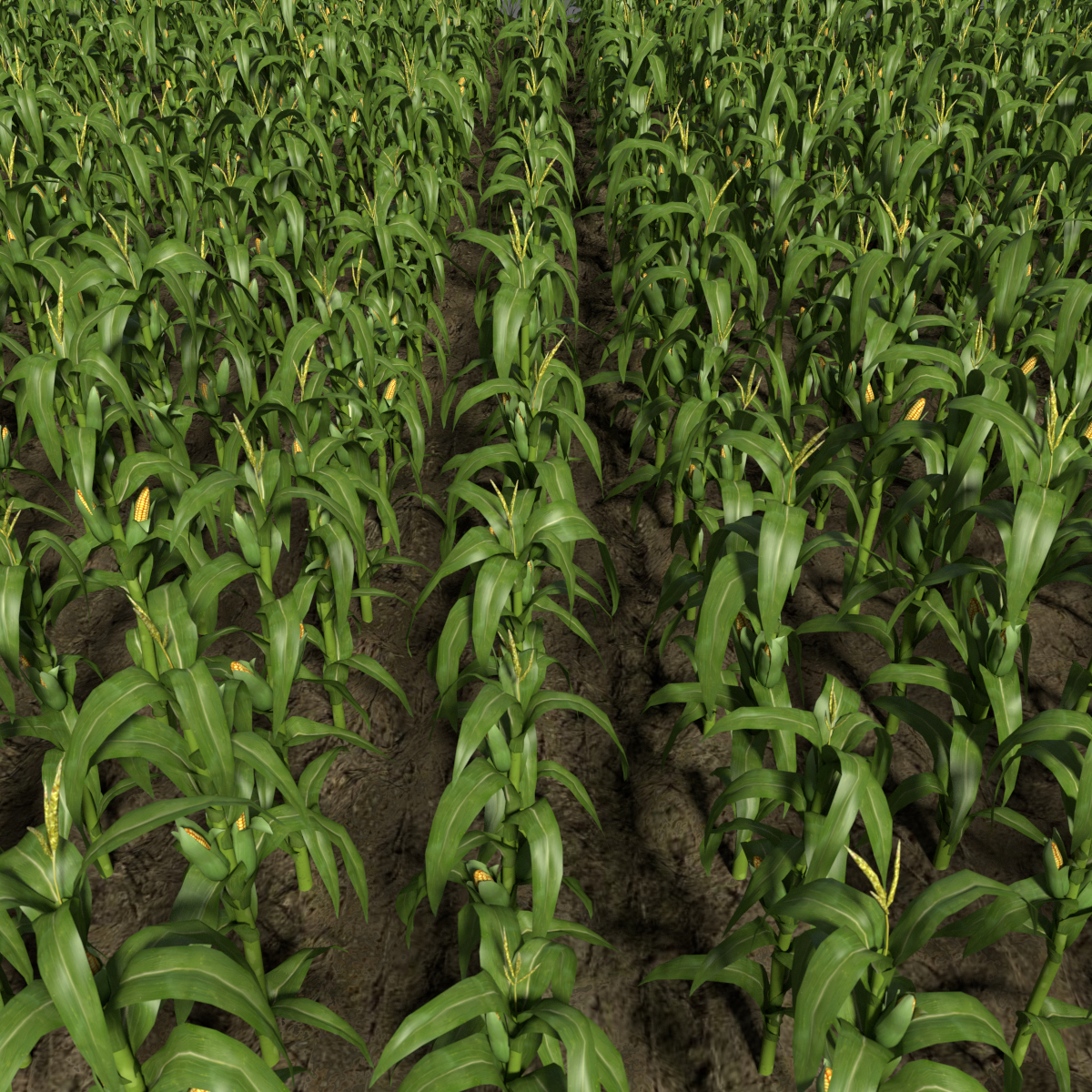 corn field 3d model