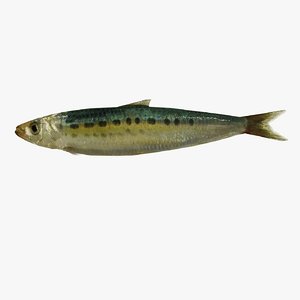 3ds max pilchard sardine