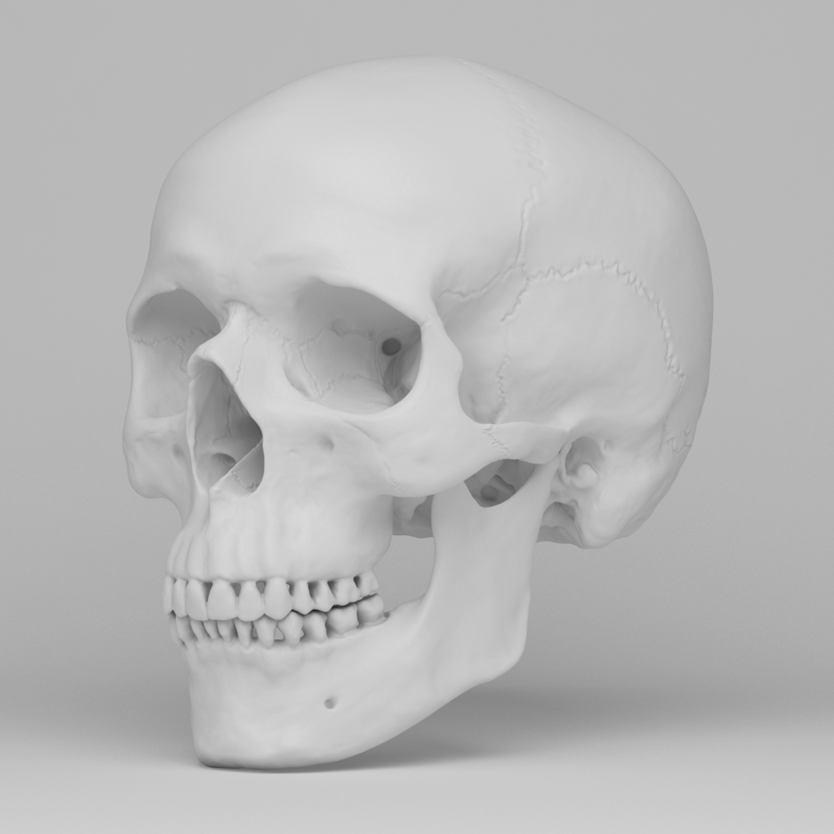 人类的头骨3d模型