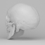 scan human skull jaw 3d model