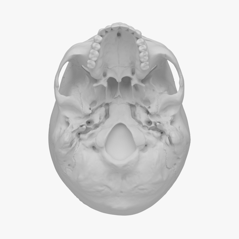 scan human skull jaw 3d model