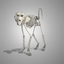 3d skeleton monkey model