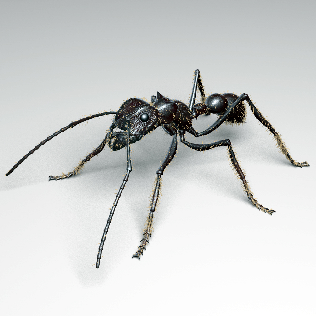 bullet ant 3d model