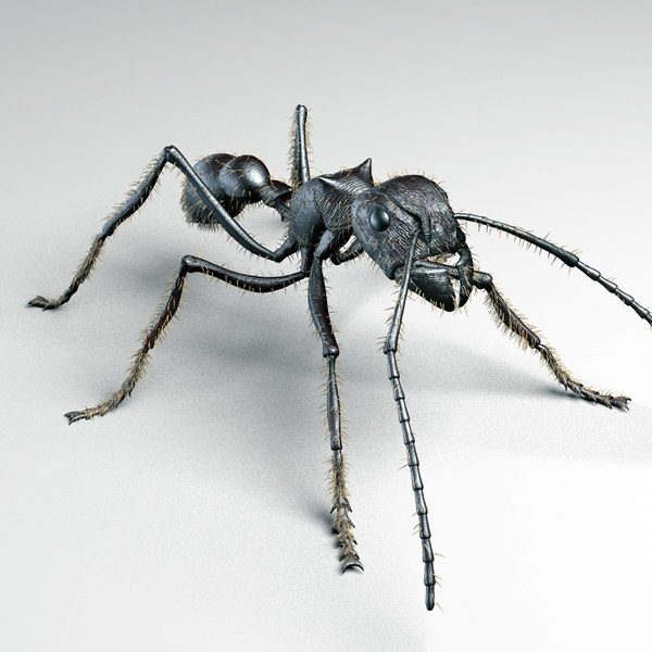 bullet ant 3d model