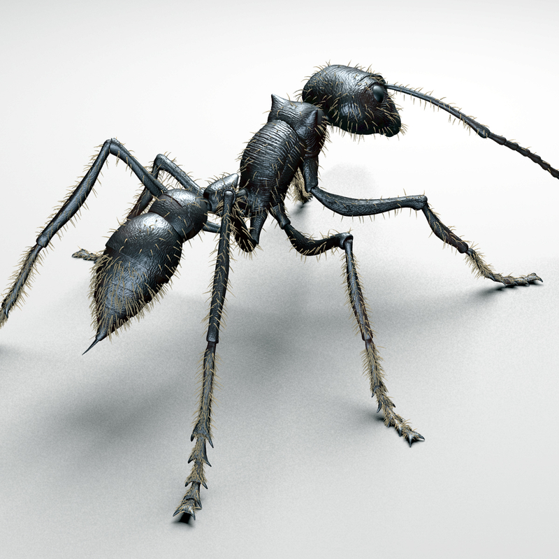 bullet ant 3d model