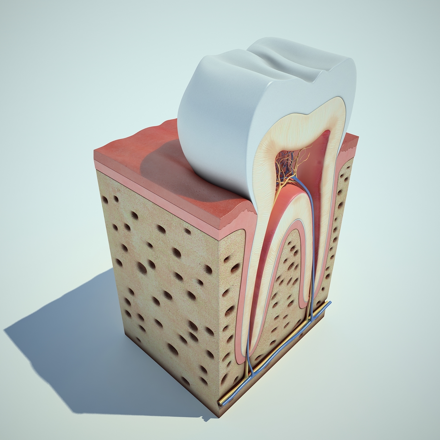 牙齿解剖013d模型