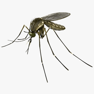 mosquito nature 3d model