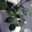 bouquet roses 3d max