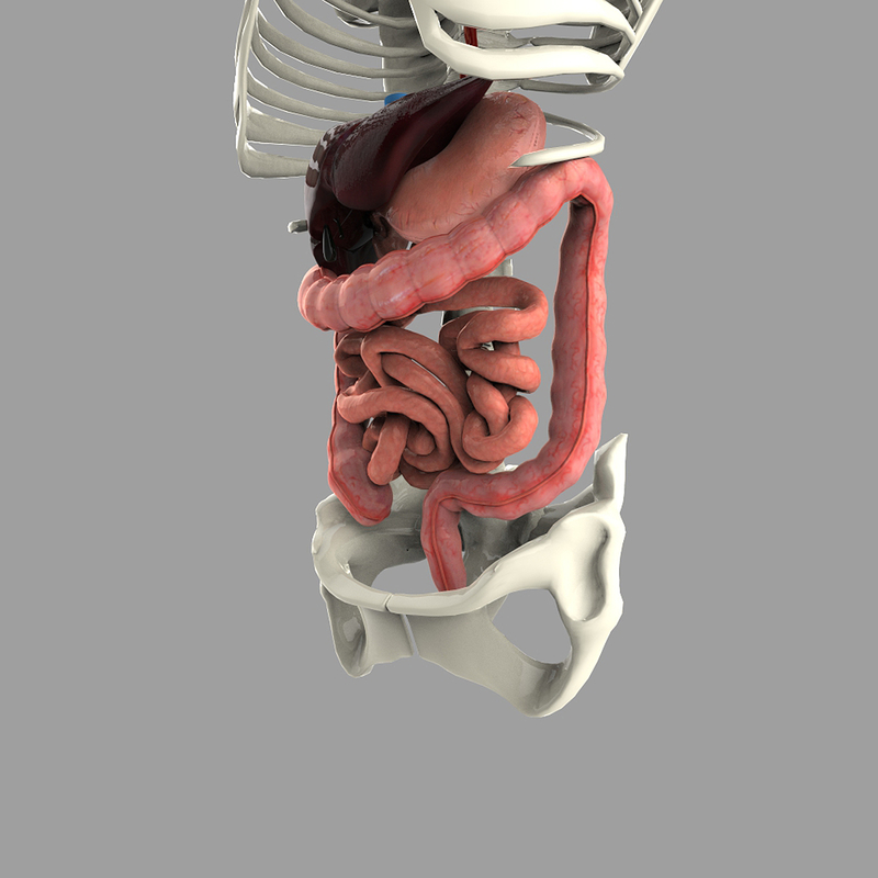 digestive systems organism 3d max