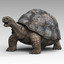 tortoise 3d model
