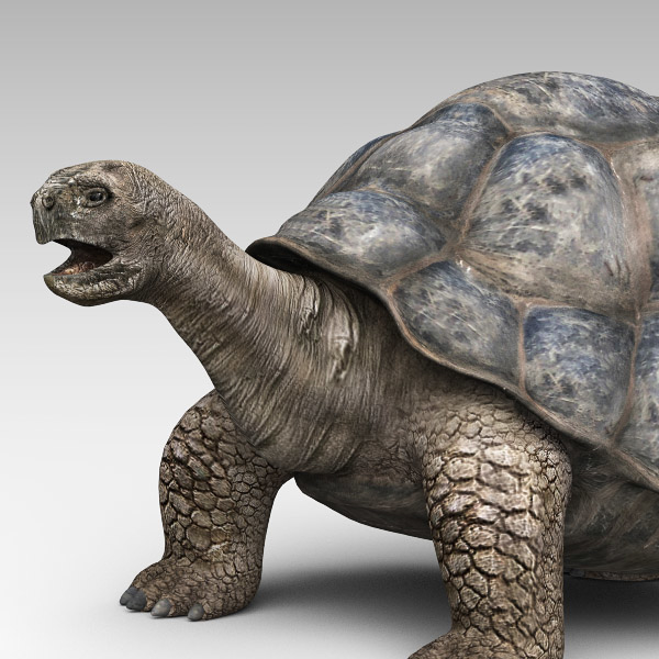 tortoise 3d model