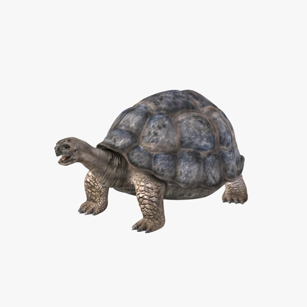 tortoise 3d model