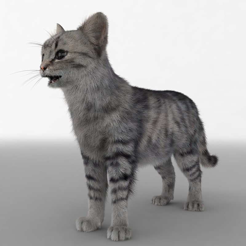3d model cat 3 fur