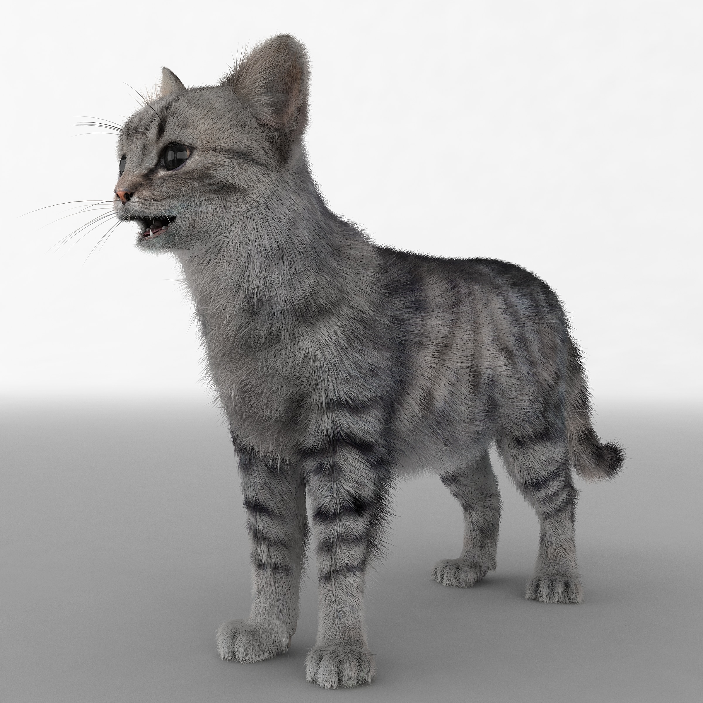  3d  model  cat  3 fur