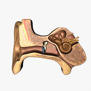 3d ear anatomy model