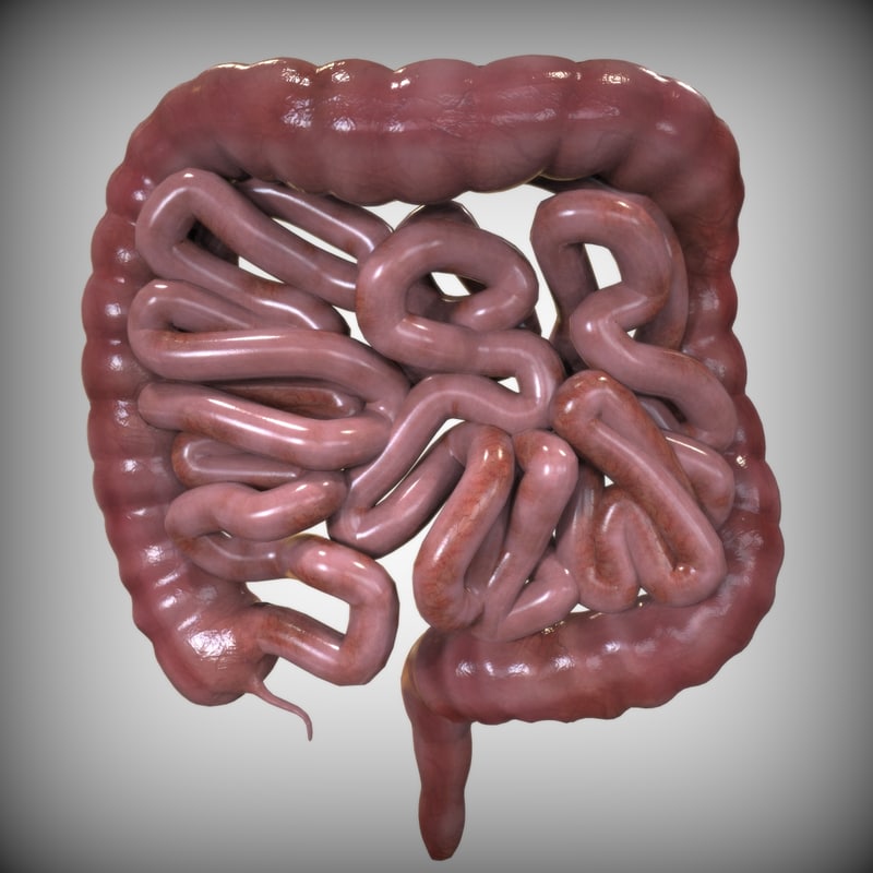 3ds-intestine