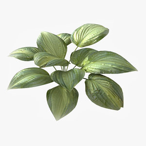 3dsmax hosta plant