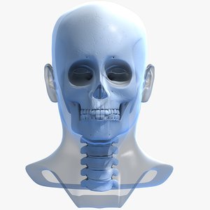 3d model skull head
