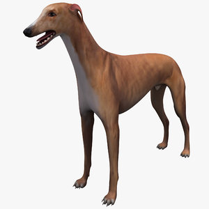 3d australian greyhound rigged dog
