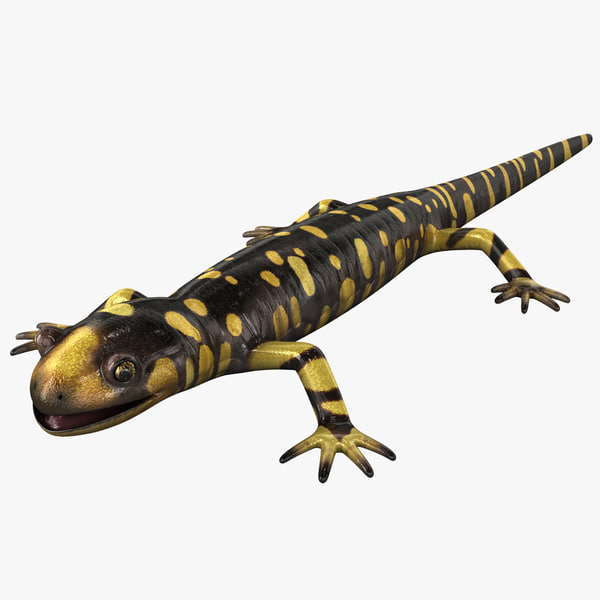 Защелка salamander 2d 3d md13