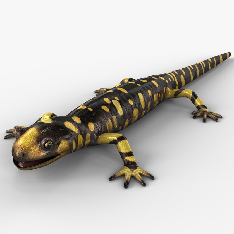 Защелка salamander 2d 3d md13