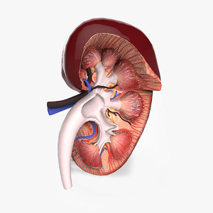 obj human kidney