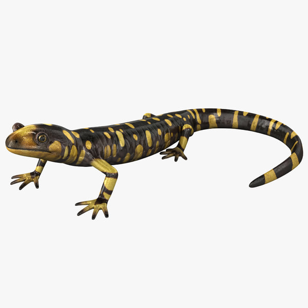 Защелка salamander 2d 3d md13