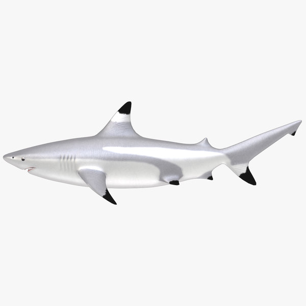 blacktip shark 3d model