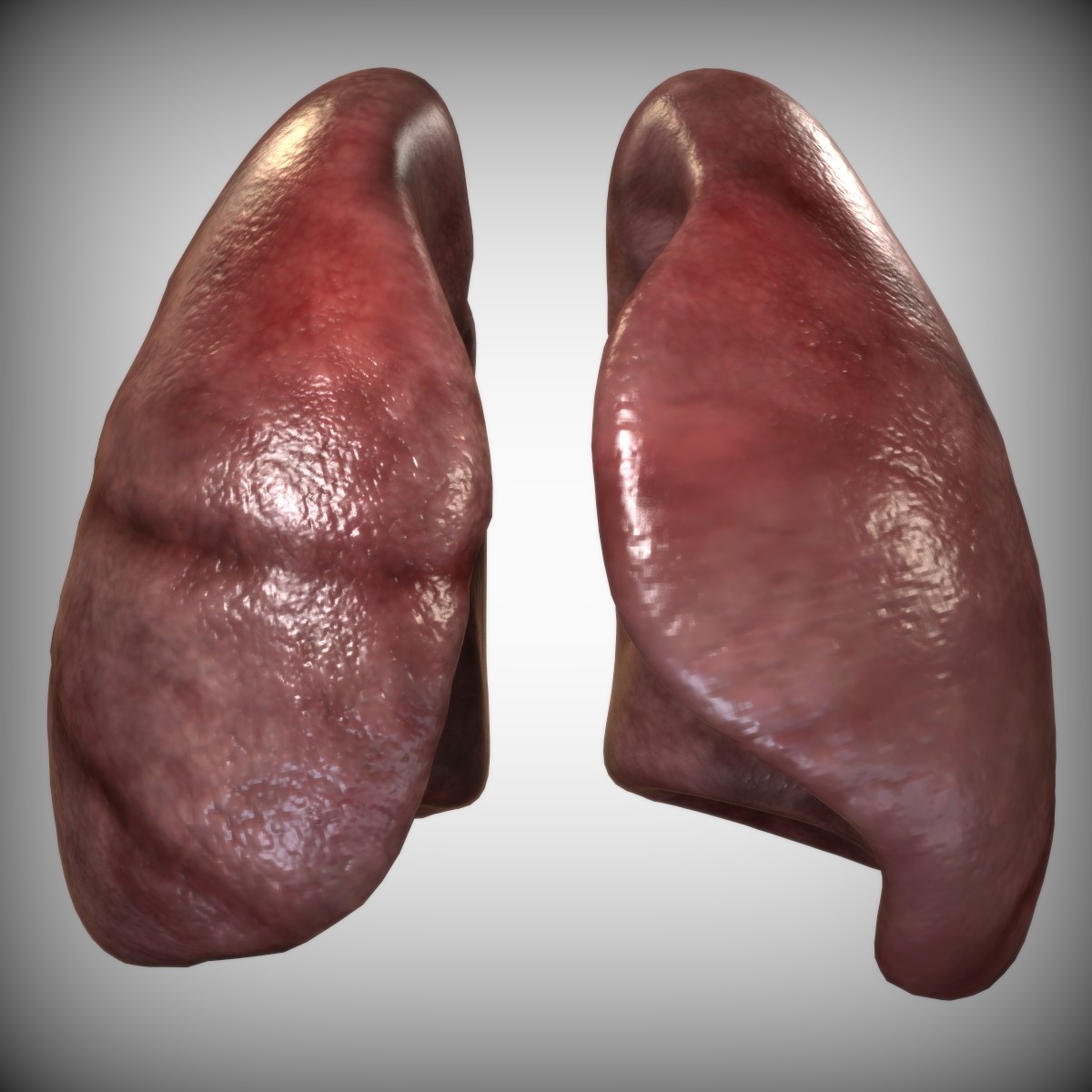 lungs anatomy 3ds